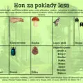  Hon za poklady lesa: pracovní list